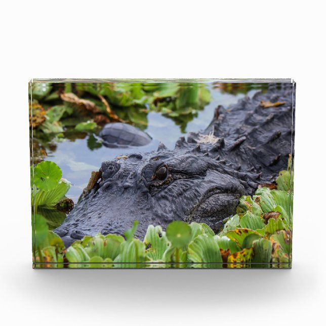 American Alligator unter den Pflanze - Lebhaft Fotoblock (Vorderseite)