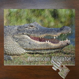 American Alligator Wildlife Fotografy