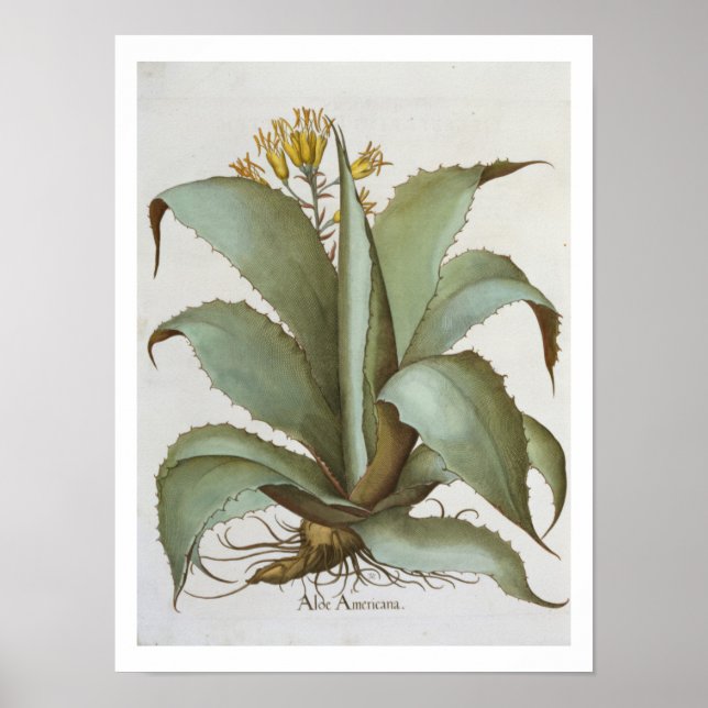 American Aloe: Aloe Americana, aus dem "Hortus Ey" Poster (Vorne)