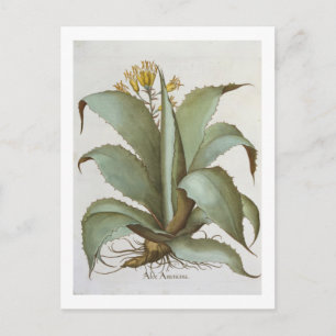 American Aloe: Aloe Americana, aus dem "Hortus Ey" Postkarte