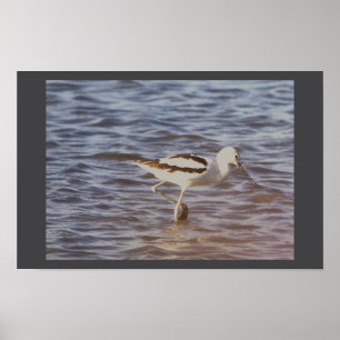 American Avocet Bird Poster