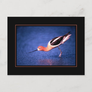 American Avocet Postcard Postkarte