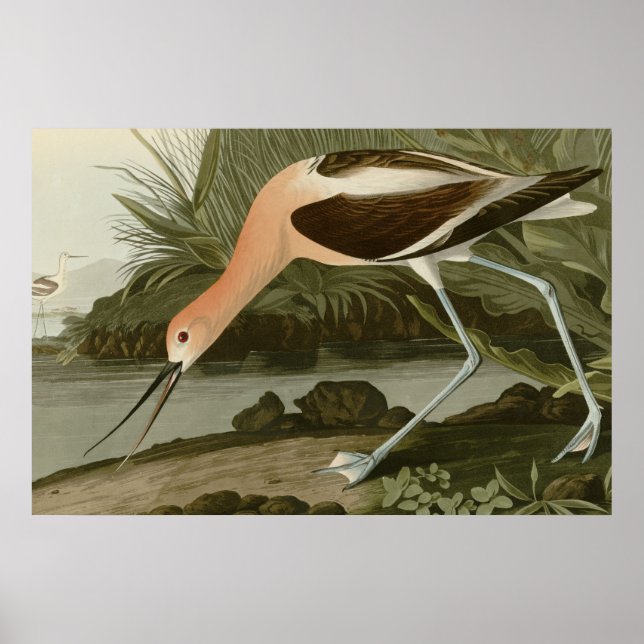 American Avocet Poster (Vorne)