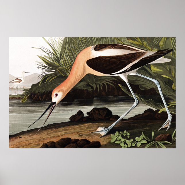 American Avocet Poster (Vorne)