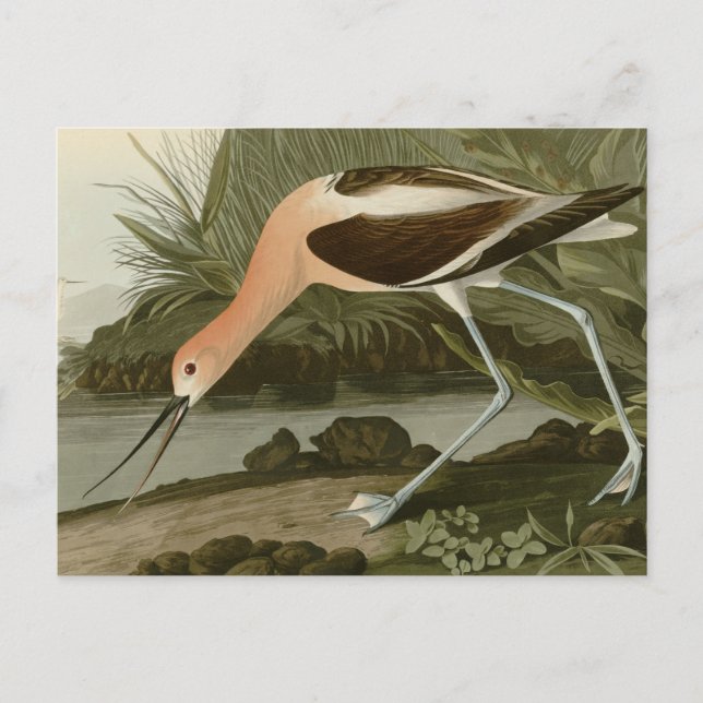 American Avocet Postkarte (Vorderseite)