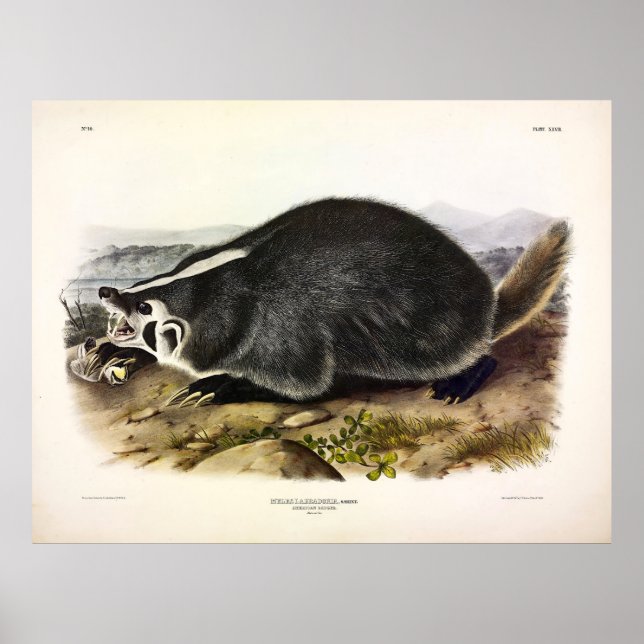 American Badger (Taxidea Taxus) von Audubon Poster (Vorne)