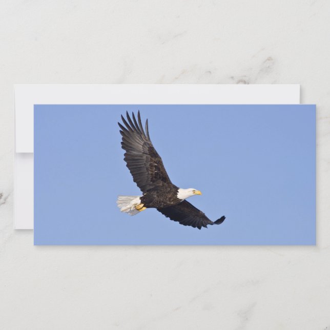 American Bald Eagle (Vorderseite)