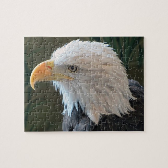 American Bald Eagle (Horizontal)