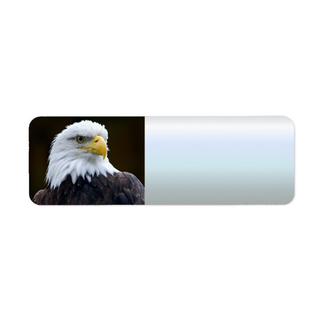 American Bald Eagle (Vorne)