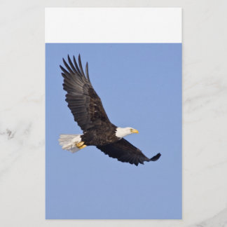 American Bald Eagle
