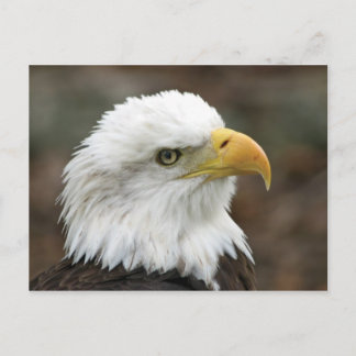 American Bald Eagle 2 Postkarte