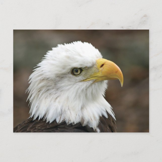 American Bald Eagle 2 Postkarte (Vorderseite)