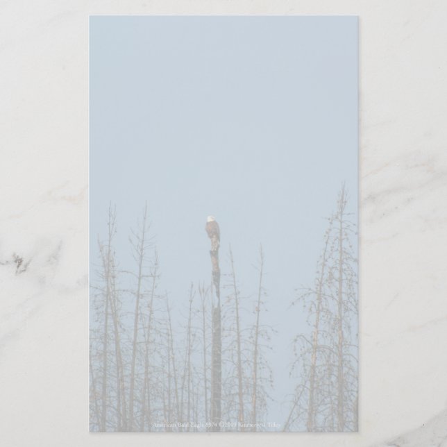 American Bald Eagle 8974 Briefpapier (Vorderseite)