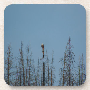 American Bald Eagle 8974 Getränkeuntersetzer
