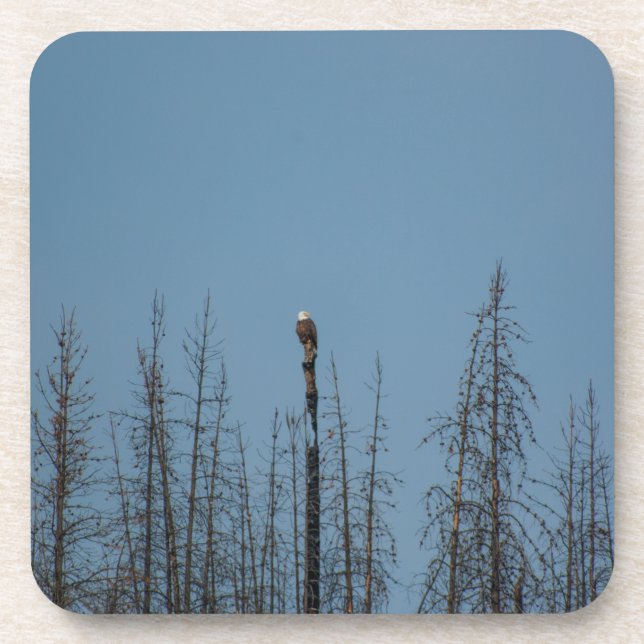 American Bald Eagle 8974 Getränkeuntersetzer (Vorderseite)
