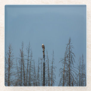 American Bald Eagle 8974 Glasuntersetzer