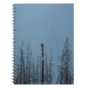 American Bald Eagle 8974 Notizblock