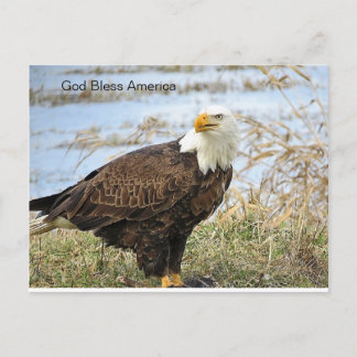 American Bald Eagle auf einer Postkarte