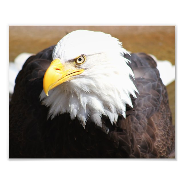 American Bald Eagle Fotografie Print (Vorne)