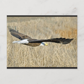 American Bald Eagle III Postcard Postkarte