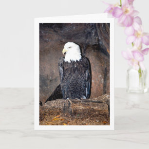 American Bald Eagle in Nest Karte