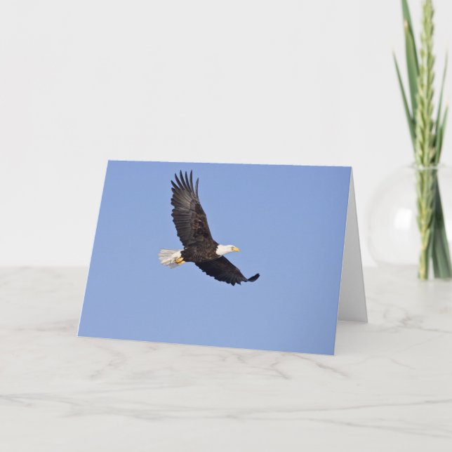 American Bald Eagle Karte (Vorderseite)