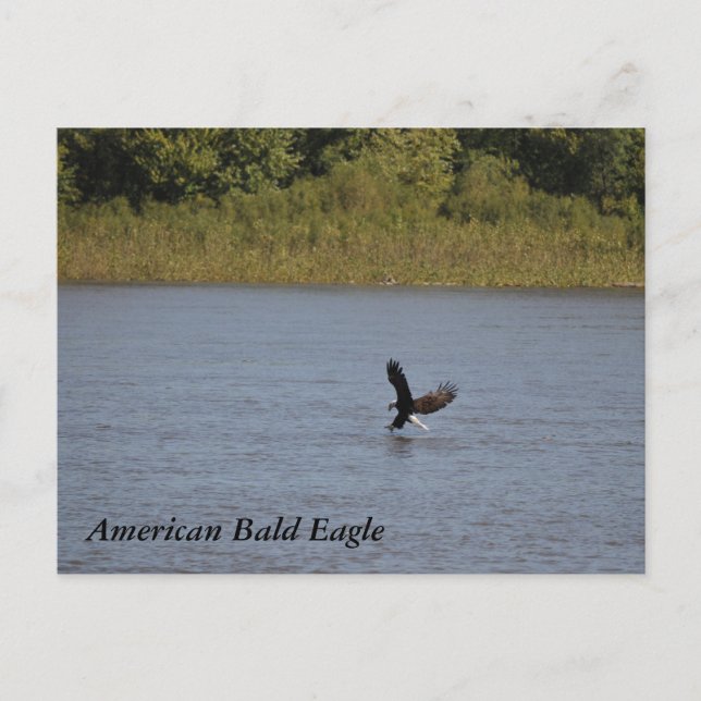 American Bald Eagle ~ Minnesota Postkarte (Vorderseite)