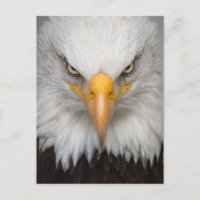 American Bald Eagle Nah-up Foto