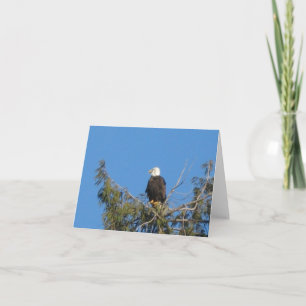 American Bald Eagle Note Card Karte