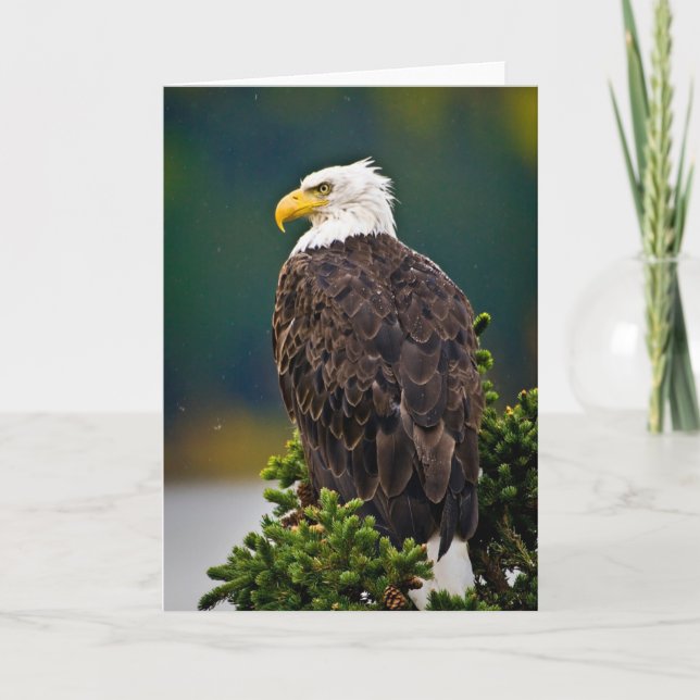 American Bald Eagle Perched Karte (Vorderseite)