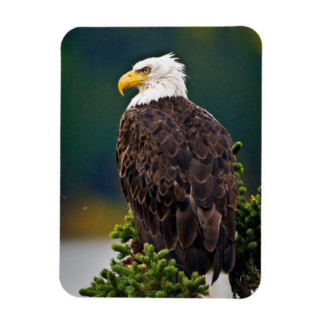 American Bald Eagle Perched Magnet (Vertikal)
