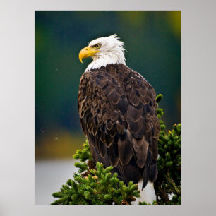 American Bald Eagle Perched Poster