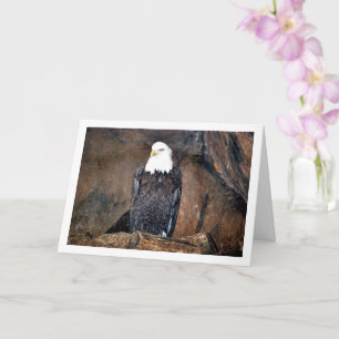 American Bald Eagle Portrait Karte