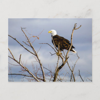 American Bald Eagle / Postcard Postkarte