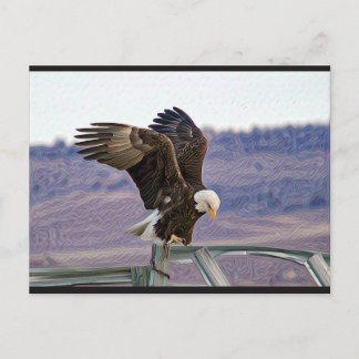 American Bald Eagle Postcard Postkarte