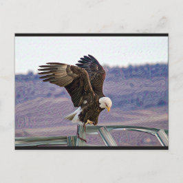 American Bald Eagle Postcard Postkarte