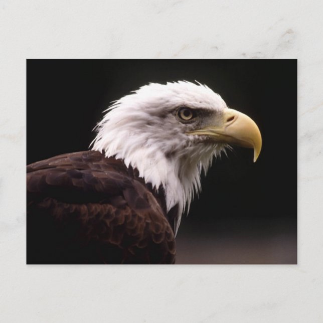 American Bald Eagle Postcard Postkarte (Vorderseite)