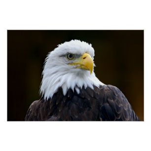 American Bald Eagle Poster