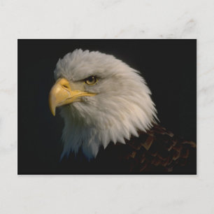 American Bald Eagle Postkarte