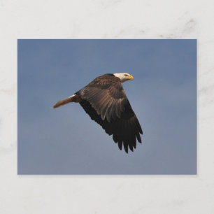 American Bald Eagle Postkarte