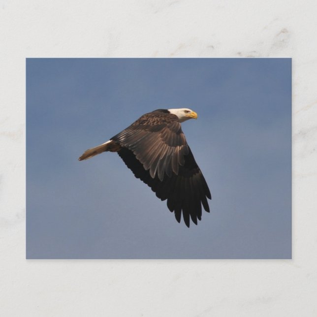 American Bald Eagle Postkarte (Vorderseite)