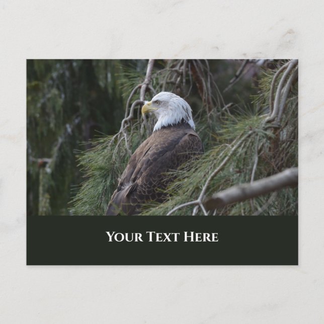 American Bald Eagle Postkarte (Vorderseite)