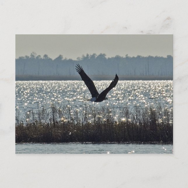 American Bald Eagle Postkarte (Vorderseite)