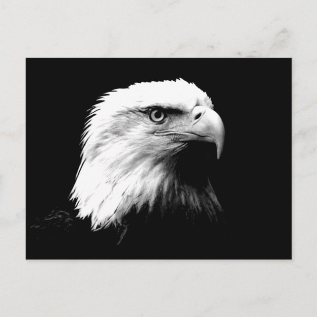 American Bald Eagle Postkarte (Vorderseite)