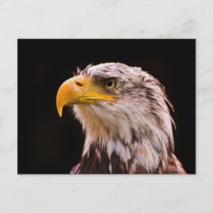 American Bald Eagle Postkarte
