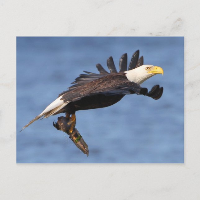 American Bald Eagle Postkarte (Vorderseite)