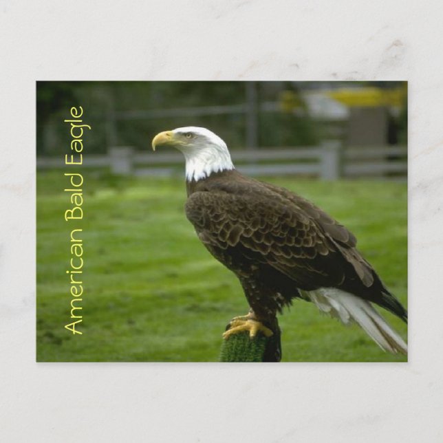 American Bald Eagle Postkarte (Vorderseite)