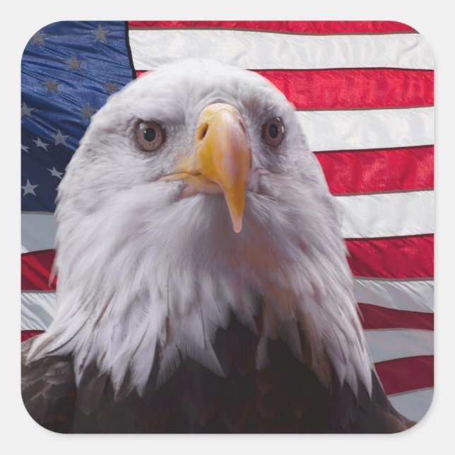 American Bald Eagle Quadratischer Aufkleber (Vorderseite)