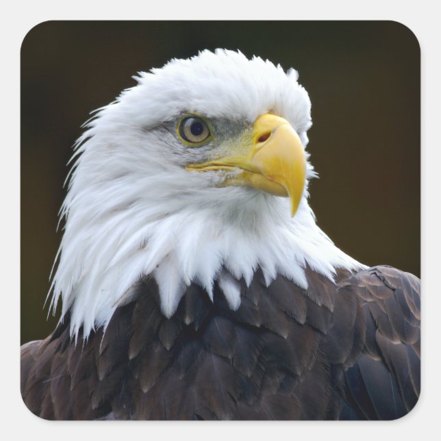 American Bald Eagle Quadratischer Aufkleber (Vorderseite)
