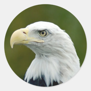 American Bald Eagle Runder Aufkleber